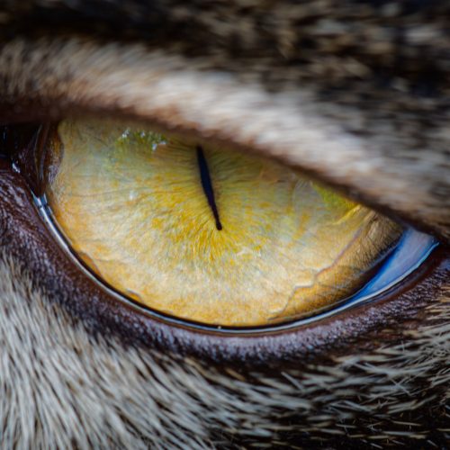 DSC7627-Avec-accentuation-Bruit